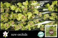 Cymbidium Mrs. Robin Hood 60cm