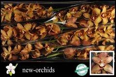 Cymbidium Charly Brown 80cm