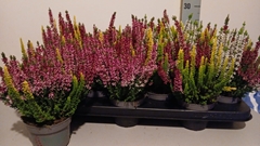 Calluna Beauty Ladies Mix 10Ø 25cm