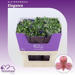 Alstroemeria Elegance 75cm 80gr.