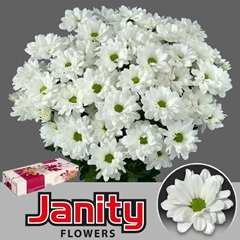Chrysanth Spray Kennedy 70cm 70gr.
