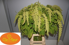 Amaranthus Caudatus Viridis 80cm