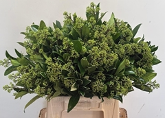 Skimmia Japonica Silvretta Per Bunch 45cm