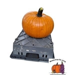 Cucurbita Maxima Halloween 35cm