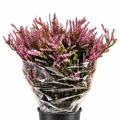 Erica Pink 55cm