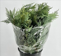 Coniferen Green 60cm