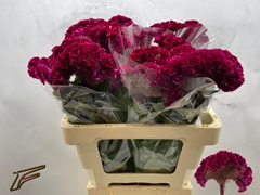 Celosia Red King 56cm
