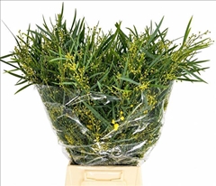 Acacia Decurrens Green 65cm 200gr.
