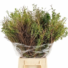Euphorbia Spinosa Per Bunch 60cm