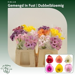 Zantedeschia Mixed 40cm