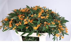 Euphorbia Fulgens Spray Sunstream 80cm 10cm Hd