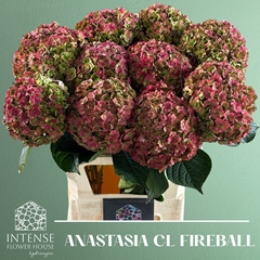 Hydrangea Royal Anastasia Classic 80cm 20-22cm Hd