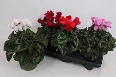 Cyclamen Halios 17Ø 30cm