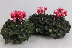 Cyclamen Halios Fantasia 13Ø 30cm