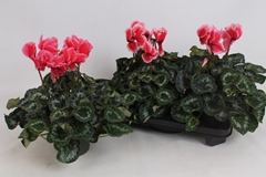 Cyclamen Halios Curly Litchi 13Ø 35cm