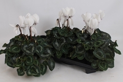 Cyclamen Super Serie Mammoth 13Ø 35cm