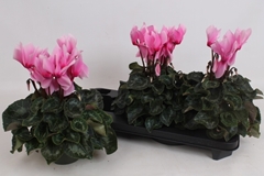 Cyclamen Super Serie Leopardo 13Ø 35cm