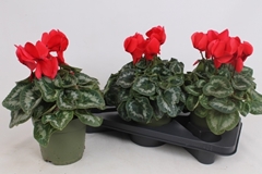Cyclamen Halios 17Ø 30cm