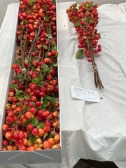 Malus Red Sentinel Per Stem 60cm