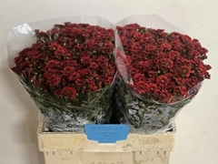 Chrysanth Santini Melissa 55cm 56gr.