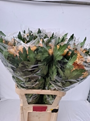Chrysanth Single Bislet Bronze 85cm 125gr.