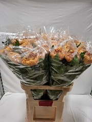 Chrysanth Single Bislet Bronze 85cm 105gr.