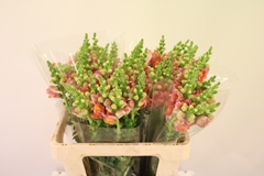 Antirrhinum Potomac Dark Orange 60cm