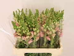 Antirrhinum Potomac Pink 60cm