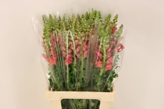 Antirrhinum Potomac Dark Orange 70cm