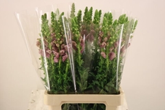 Antirrhinum Potomac Lavender 70cm