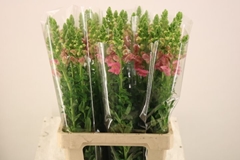 Antirrhinum Potomac Pink 70cm