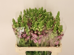 Antirrhinum Potomac Lavender 60cm