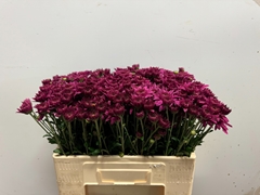 Chrysanth Spray Beppie Super Purper 55cm 60gr.
