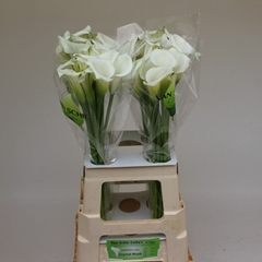 Zantedeschia Crystal Blush 70cm