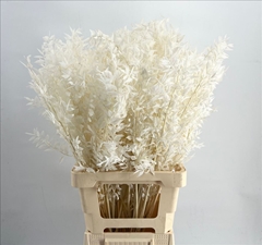Ruscus Preserved Bleached Per Bunch 65cm 5st