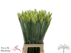 Nerine Bianca Perla 75cm