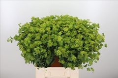 Bupleurum Rotundifolium 70cm