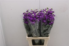 Matthiola Iron Purple