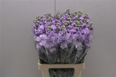 Matthiola Iron Marine