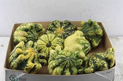 Cucurbita Pepo Patisson Mix 14cm