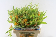 Asclepias Tuberosa 50cm