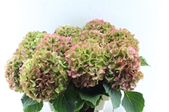 Hydrangea Verena Classic 60cm 17-19cm Hd