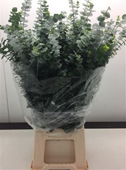 Eucalyptus Baby Blue Per Bunch 80cm 250gr.