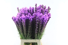 Liatris Callilepis 70cm