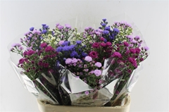 Aster Mix 80cm 30gr.