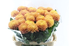 Chrysanth Single Bigoudi Bronze 80cm 115gr.