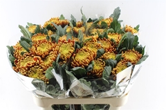 Chrysanth Single Fuego 80cm 100gr.