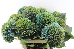 Hydrangea Royal Parade Classic 80cm 22-24cm Hd