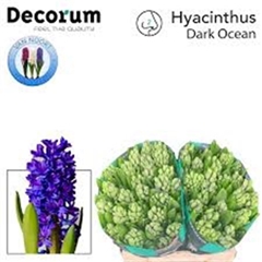 Hyacinthus Dark Ocean 30cm 35-buds