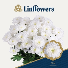 Chrysanth Spray Altaj 70cm 90gr.